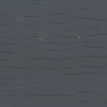 Vinyl - Slate - UPGRADE